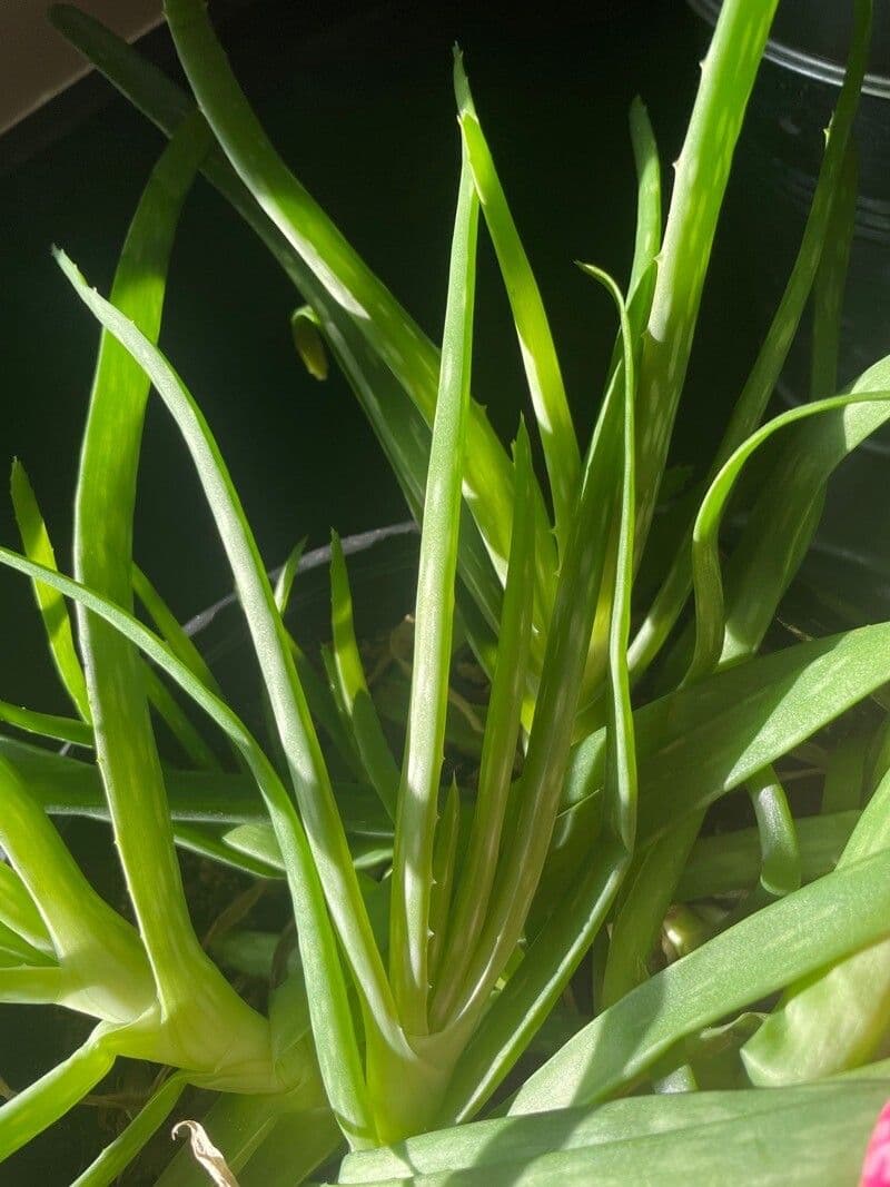 Echte Aloe 6
