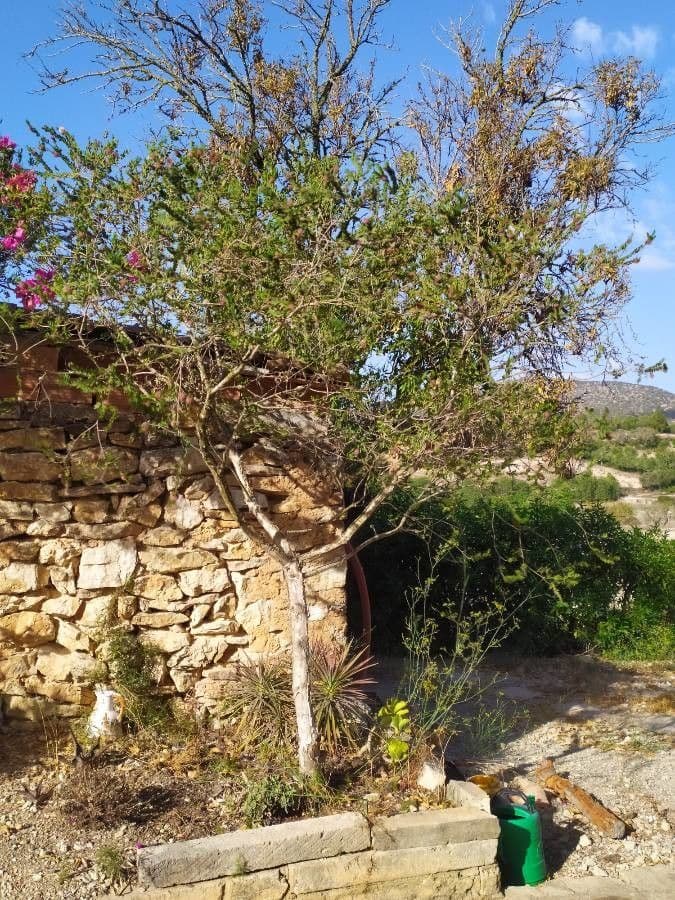 Melaleuca 13