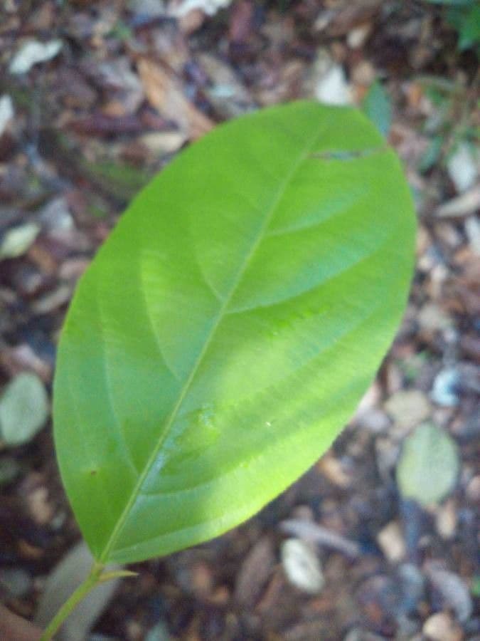 Lacistema grandifolium 2