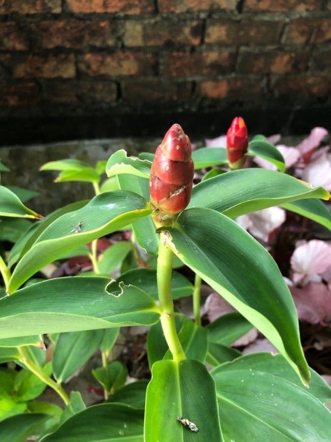 Costus 5