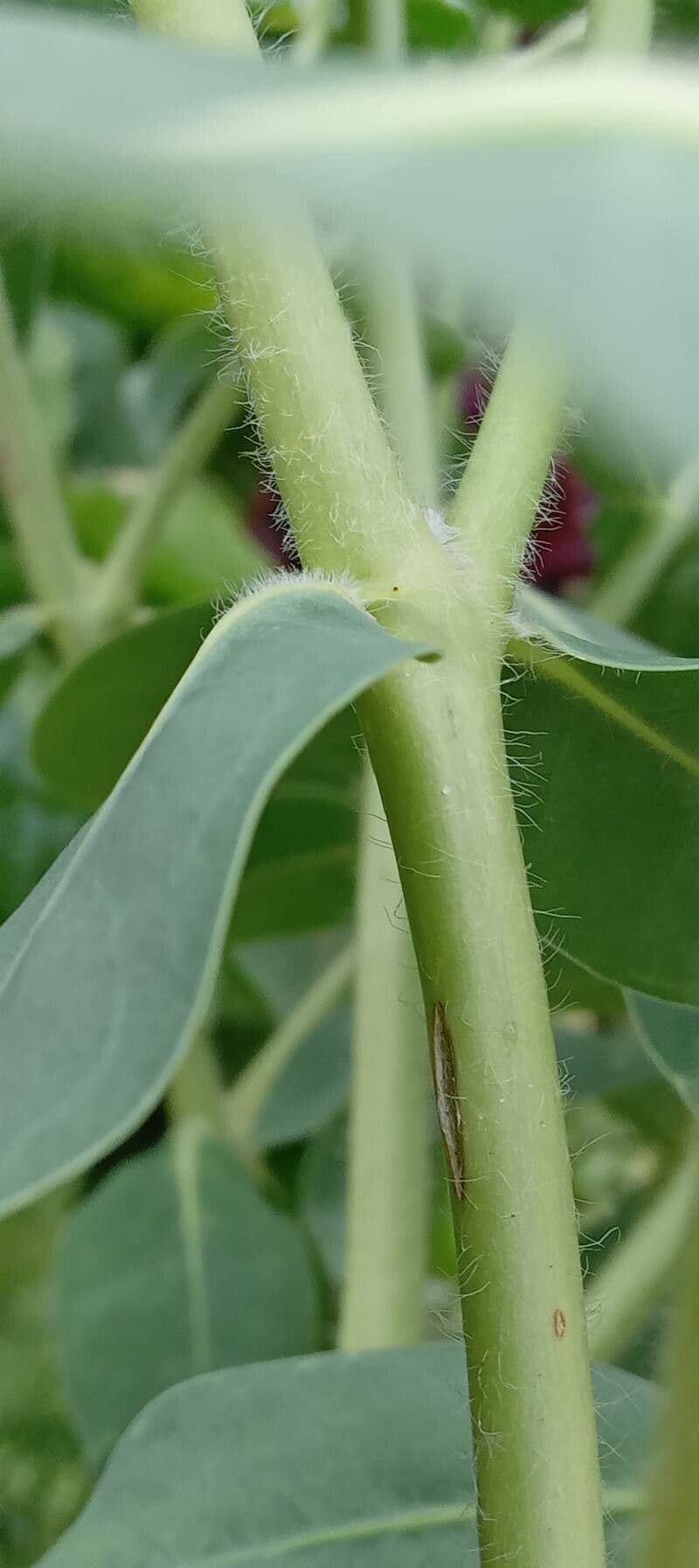 Euforbia marginata 23