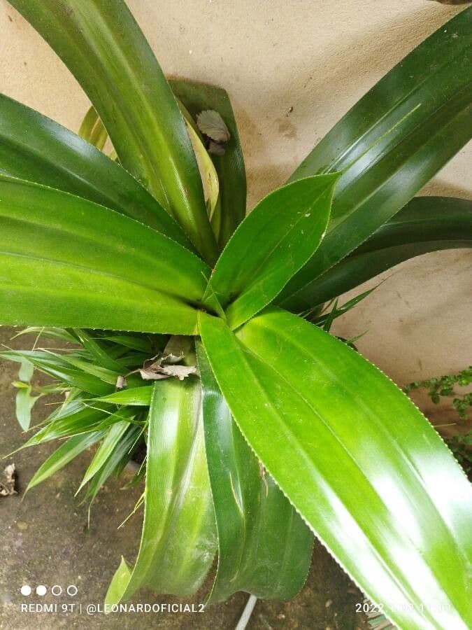 Pandan 7