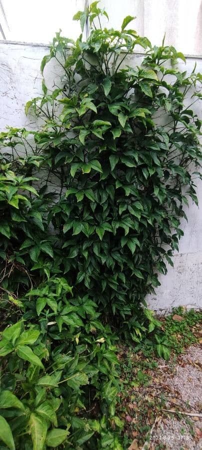 Syngonium 8