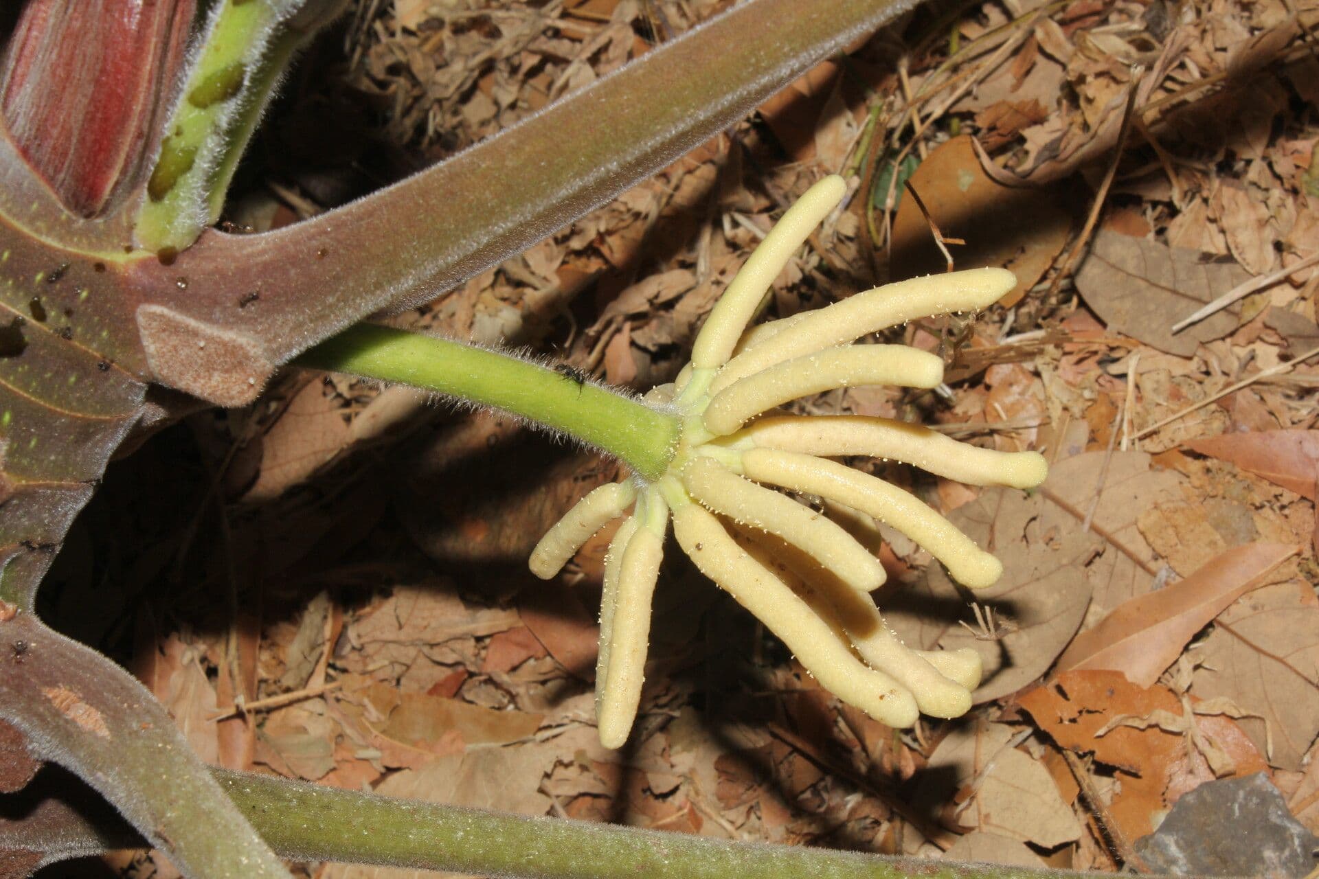 Cecropia 6