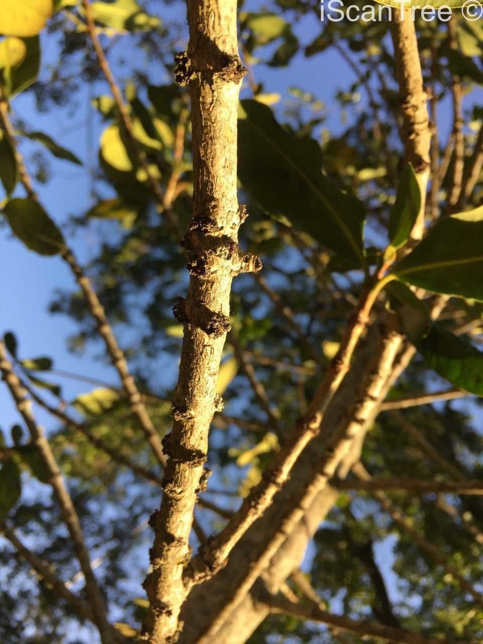 Garcinia livingstonei 16