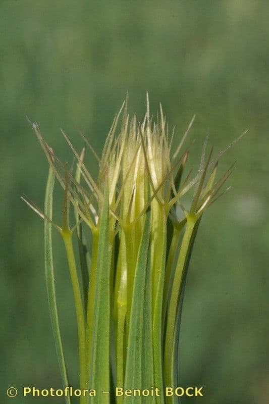 Geropogon hybridus 2