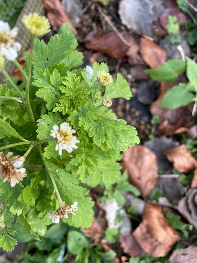 Mutterkraut 12