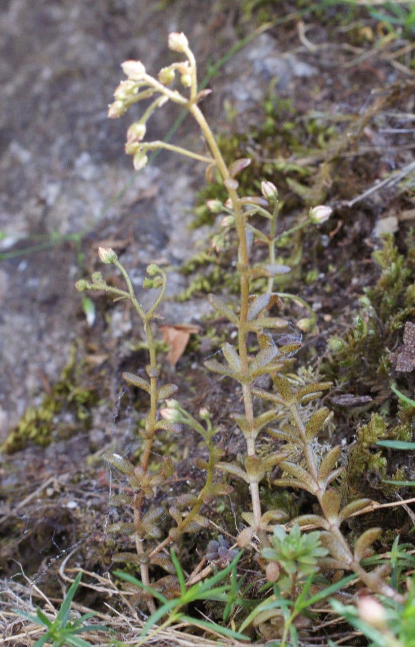 Sedum 9