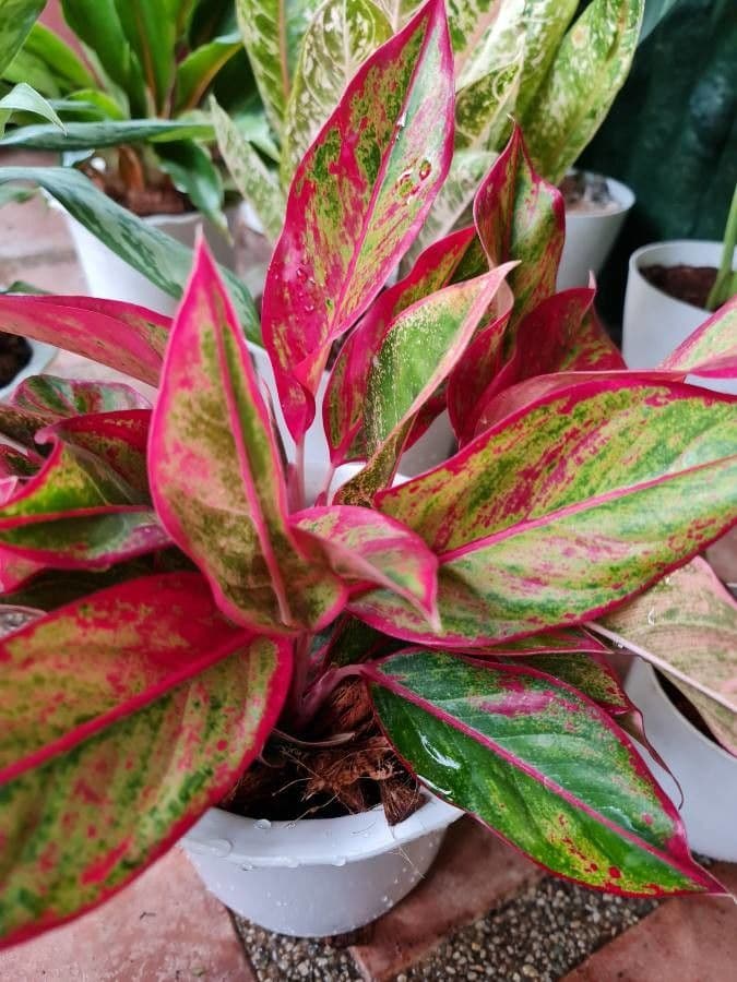 Aglaonema 14