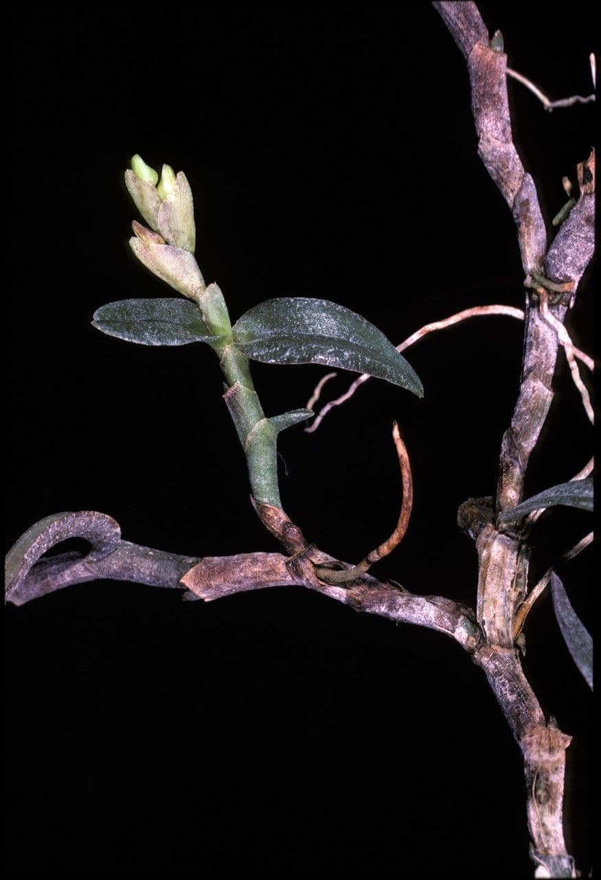 Epidendrum
