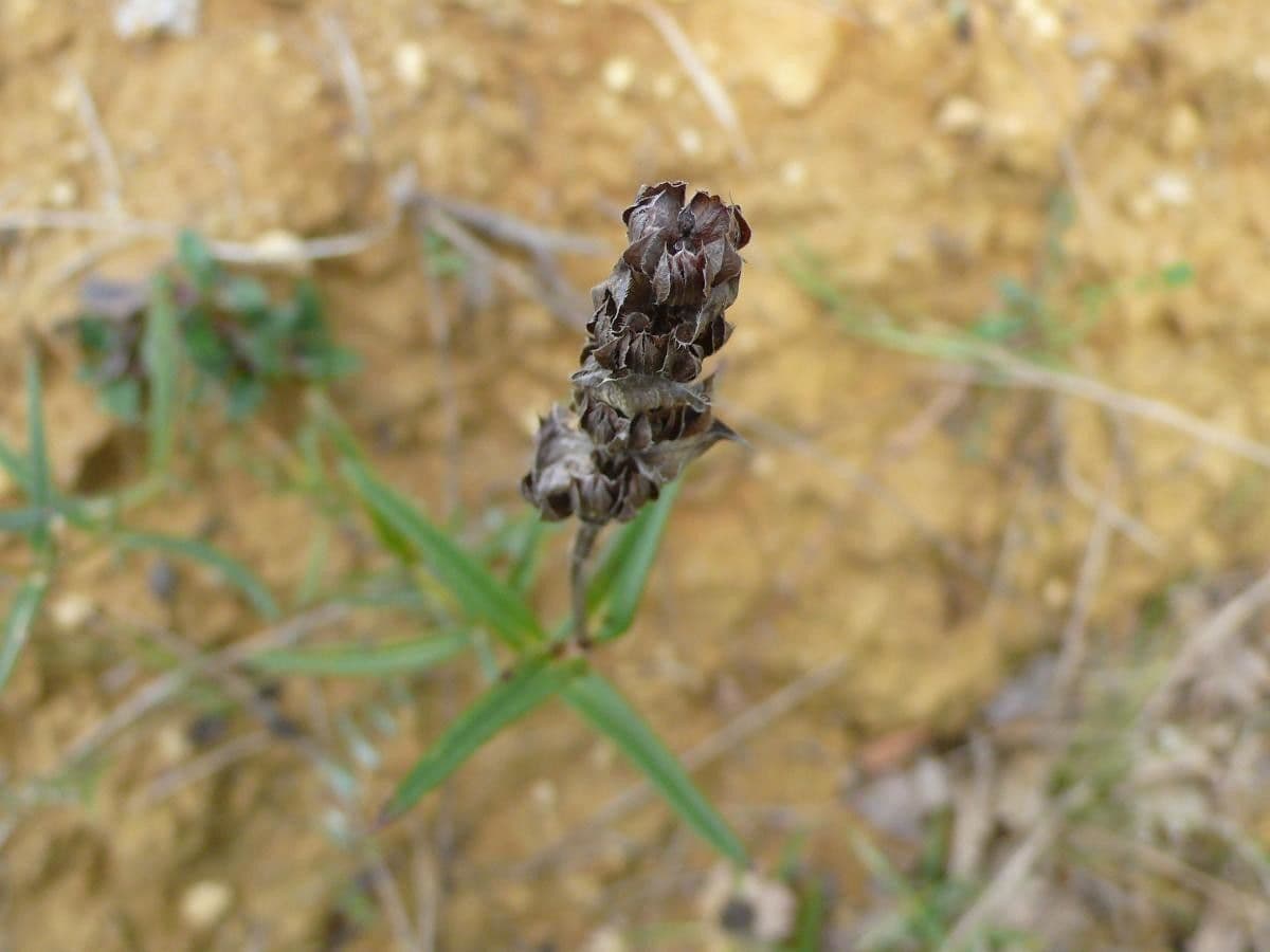 Prunella
