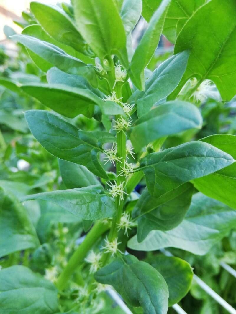 Spinaci 23