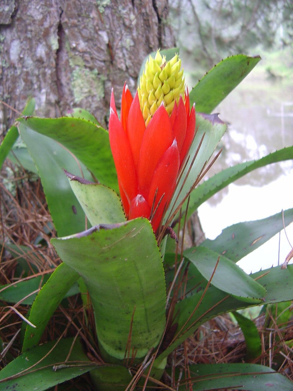 Aechmea nudicaulis 24