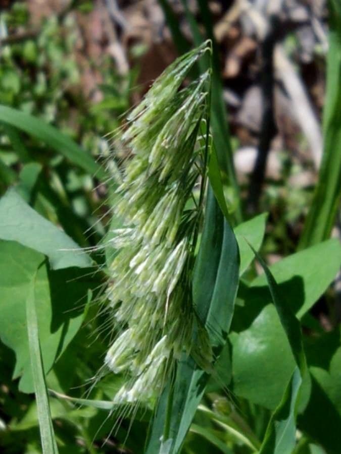 Lamarckia dorata 5
