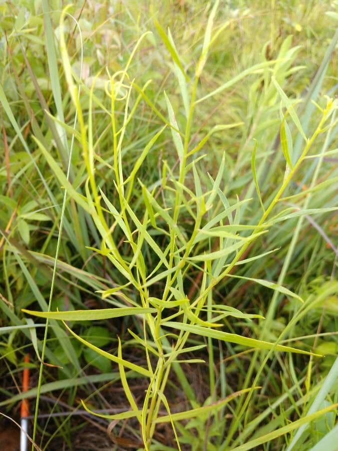 Euthamia 9