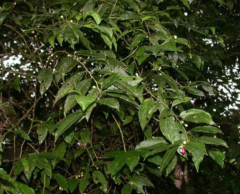 Cestrum 13