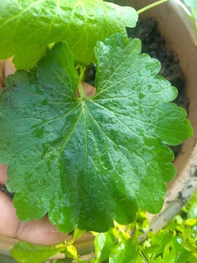 Centella asiatica 5