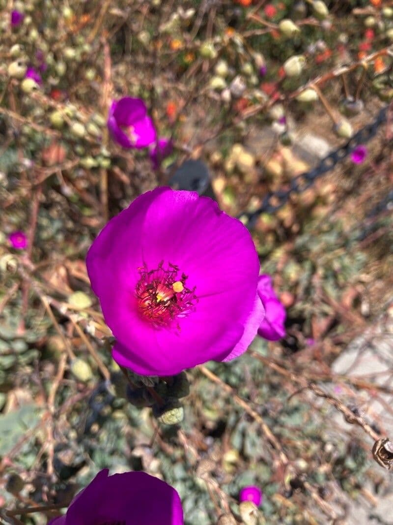 Cistanthe grandiflora 5