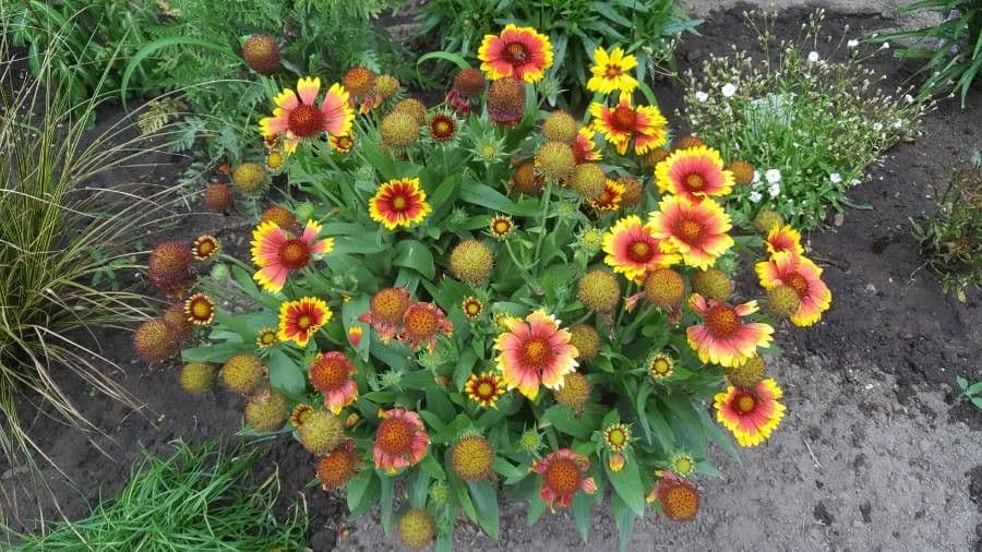 Gaillardia aristata 9
