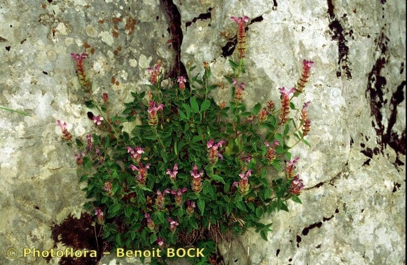 Tarczyca alpejska 21