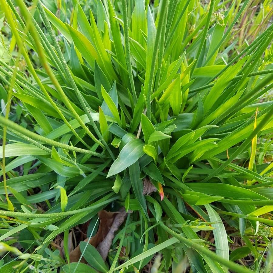 Armeria alpina 14