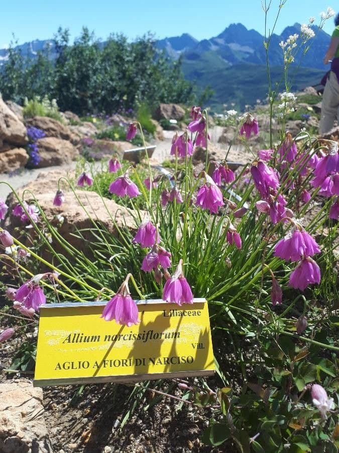 Aglio narciso 4