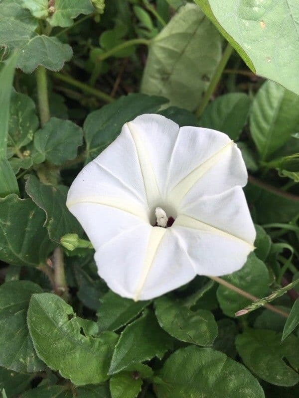 Ipomoea tmavá 10