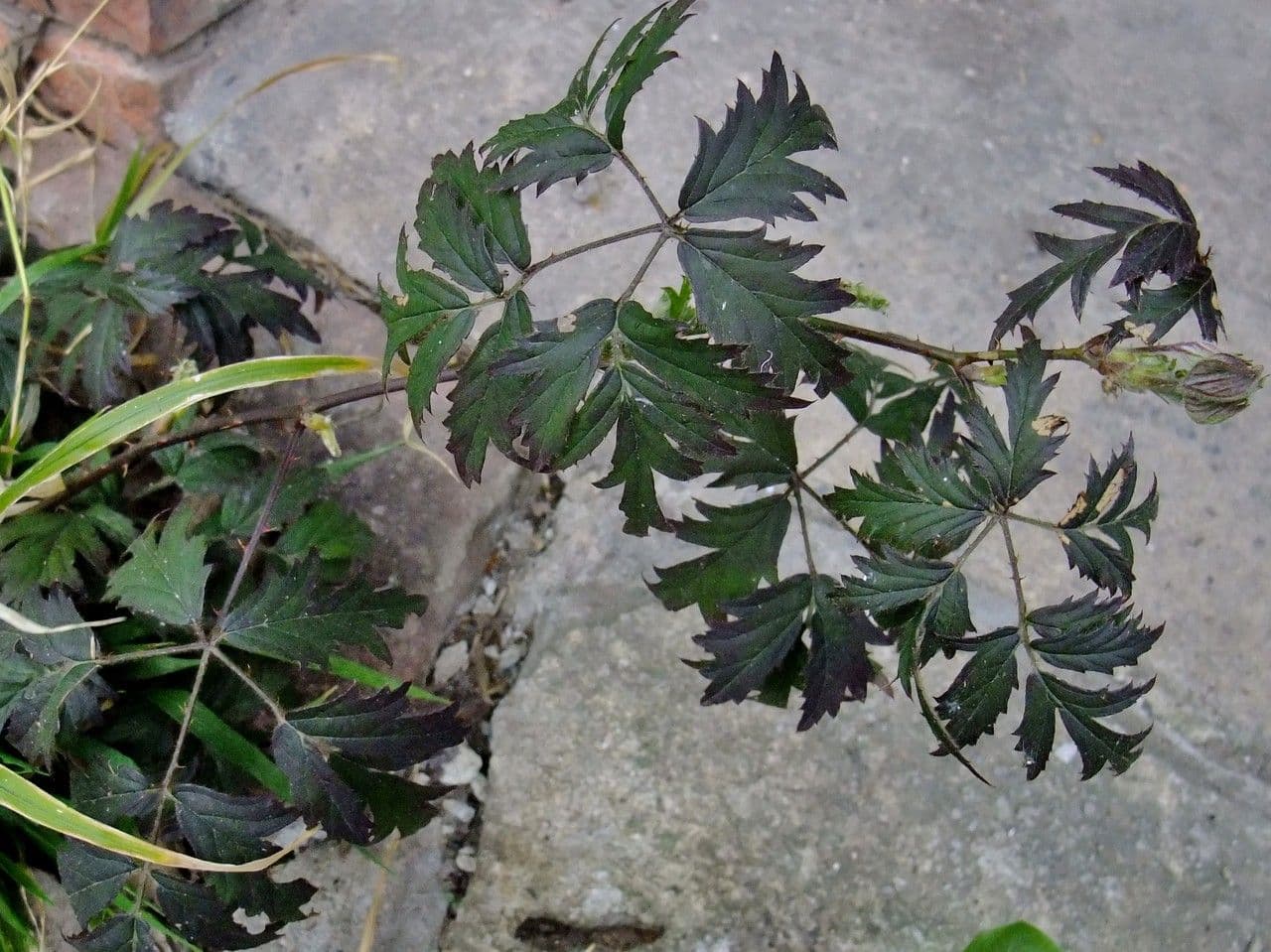Schlitzblättrige Brombeere 29