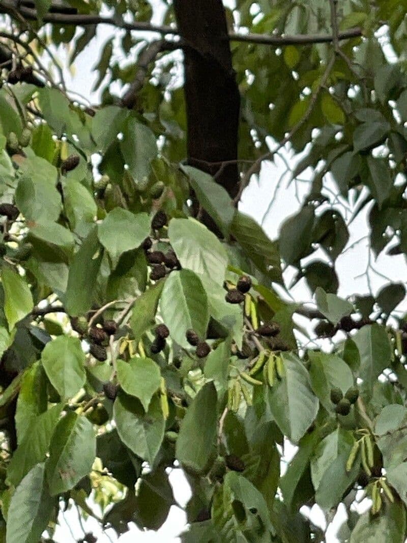 Ontano del Giappone 7