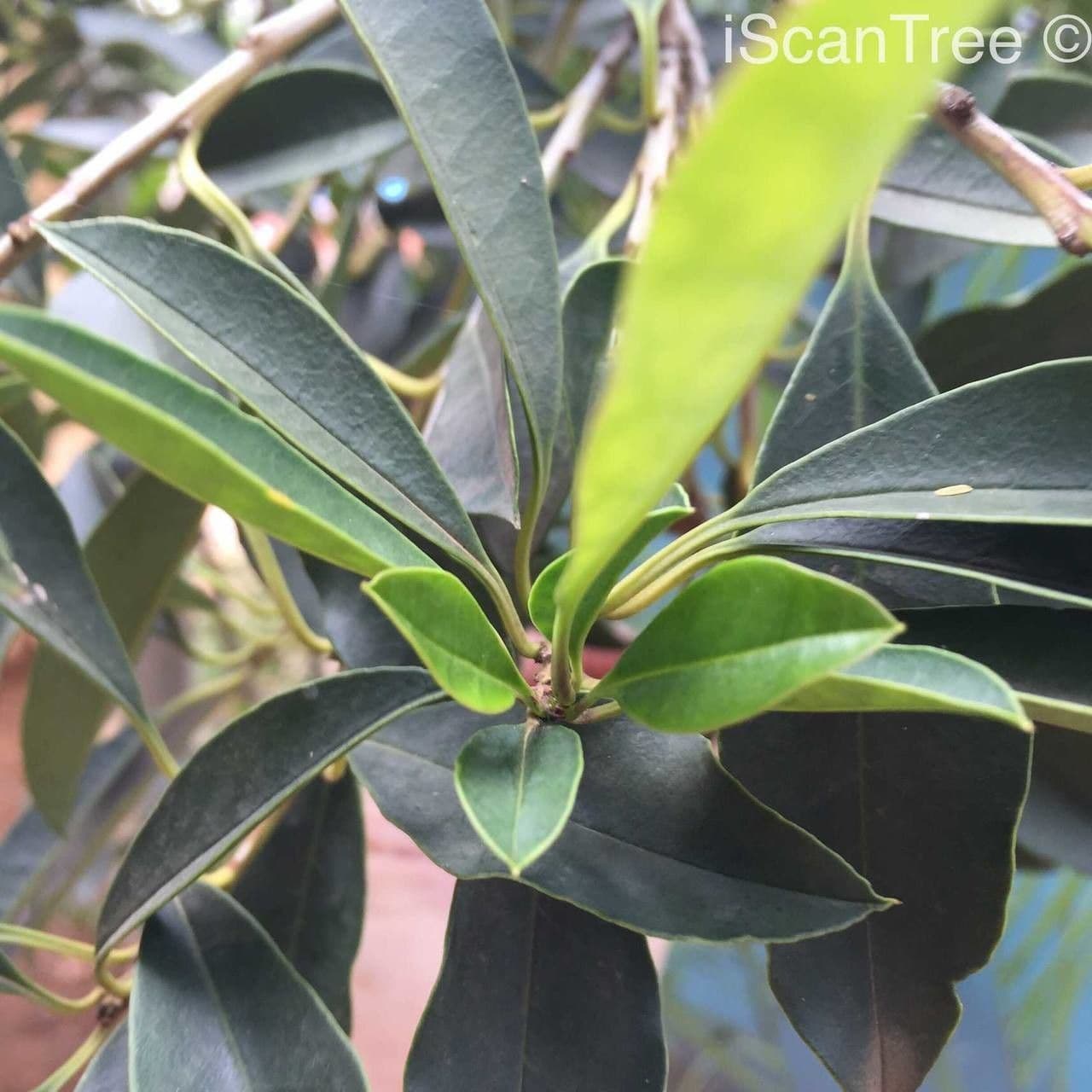 Ilex mitis 7