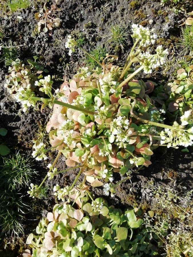 Claytonia 4