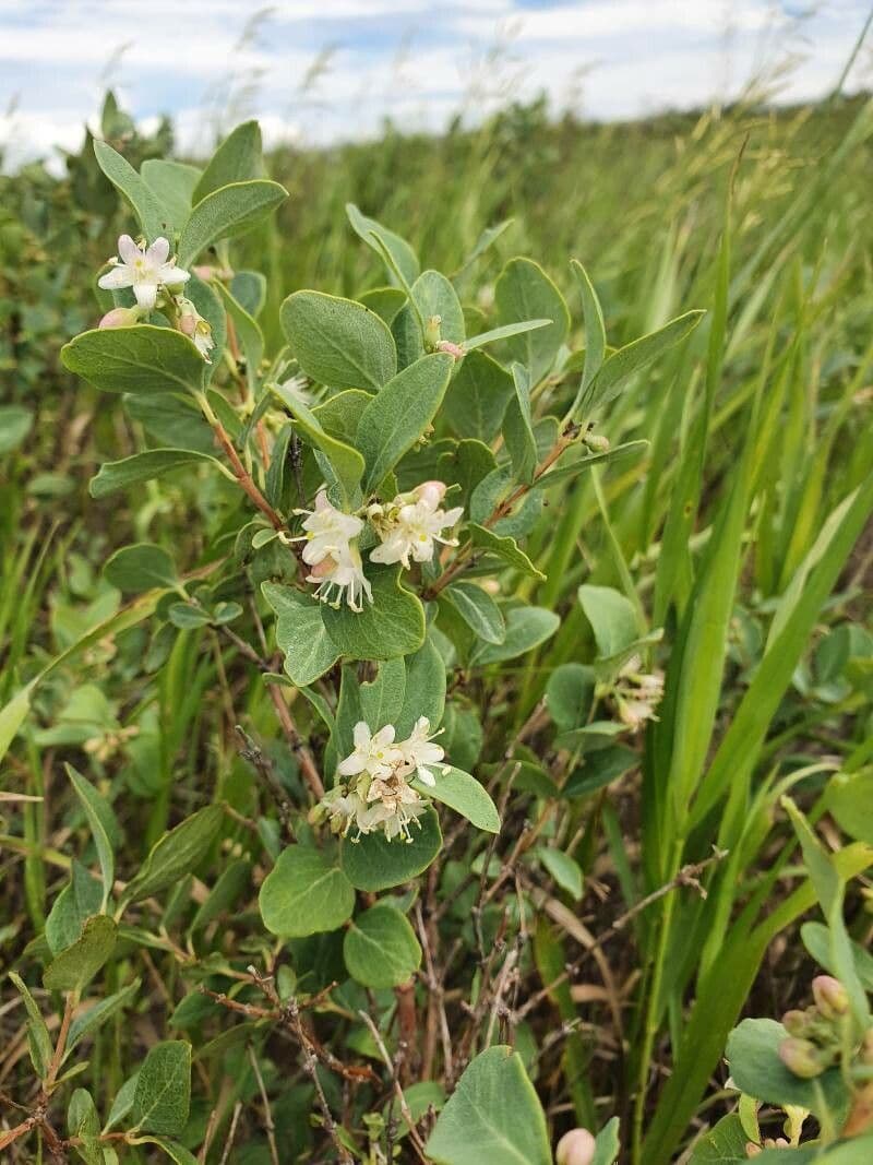 Symphoricarpos occidentalis 16
