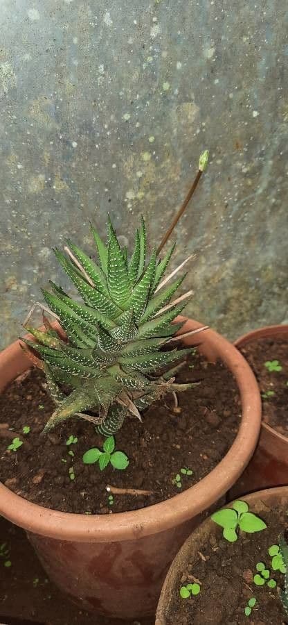 Pianta zebra 8