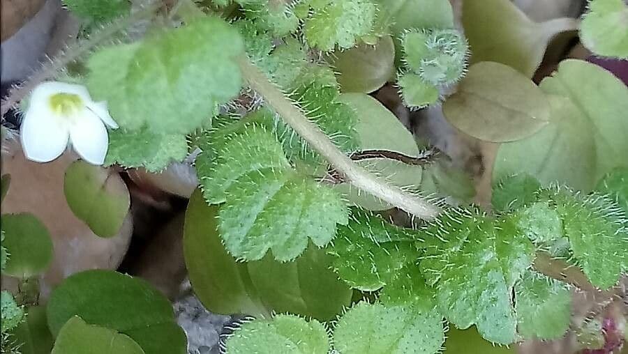 Veronica cymbalaria 20