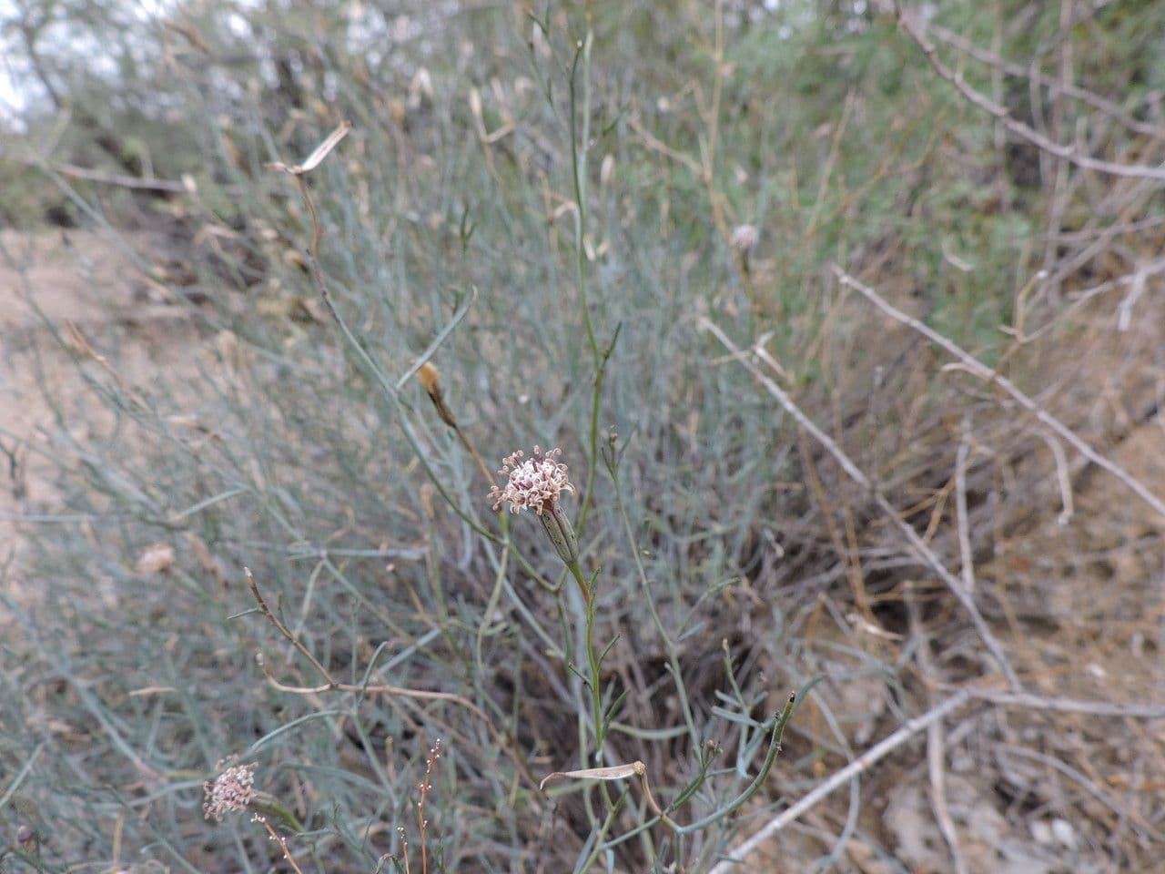 Porophyllum 14