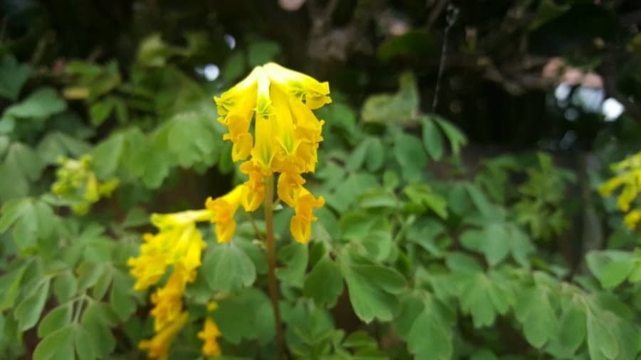 Colombina gialla 9