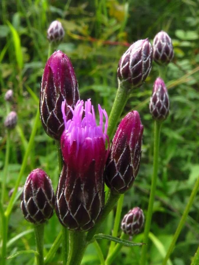 Serratula comune 10