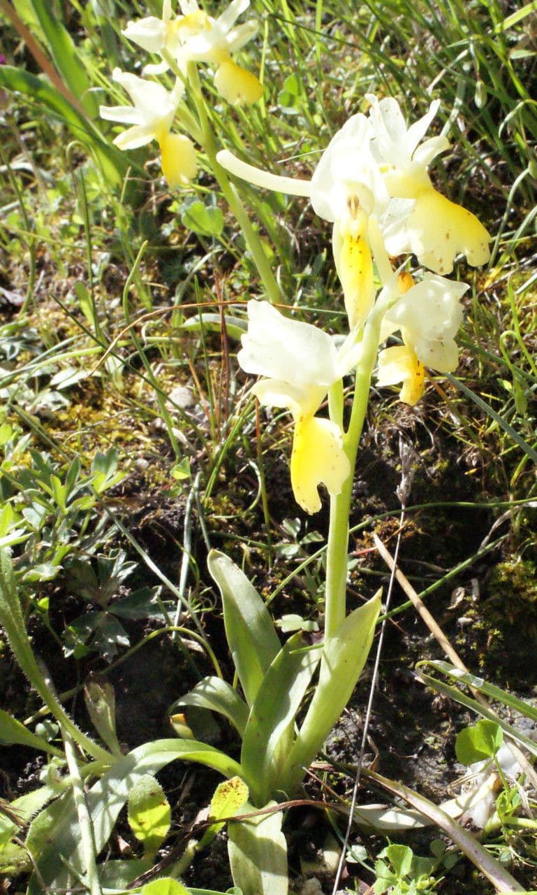 Orchide 8