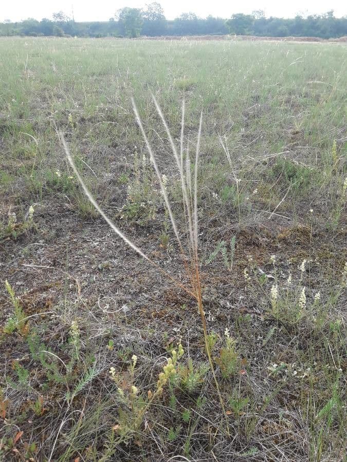 Estipa 21