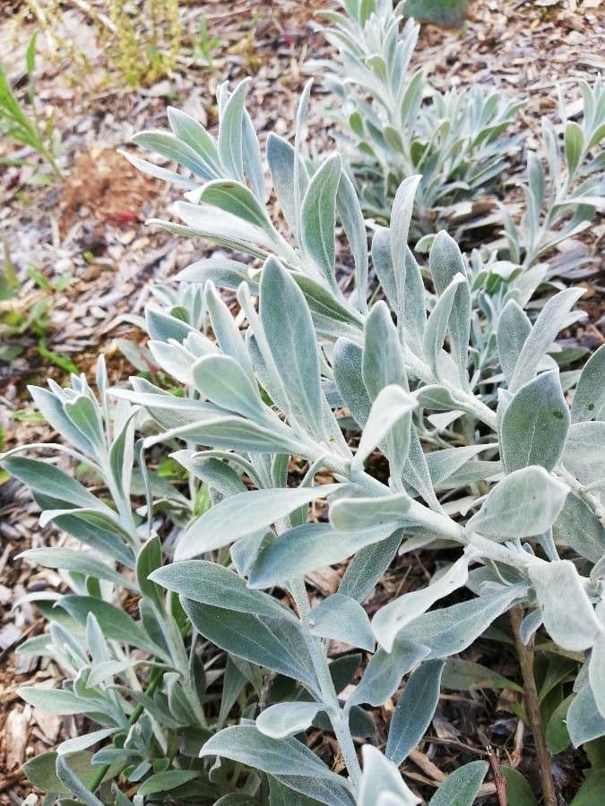 Eremophila