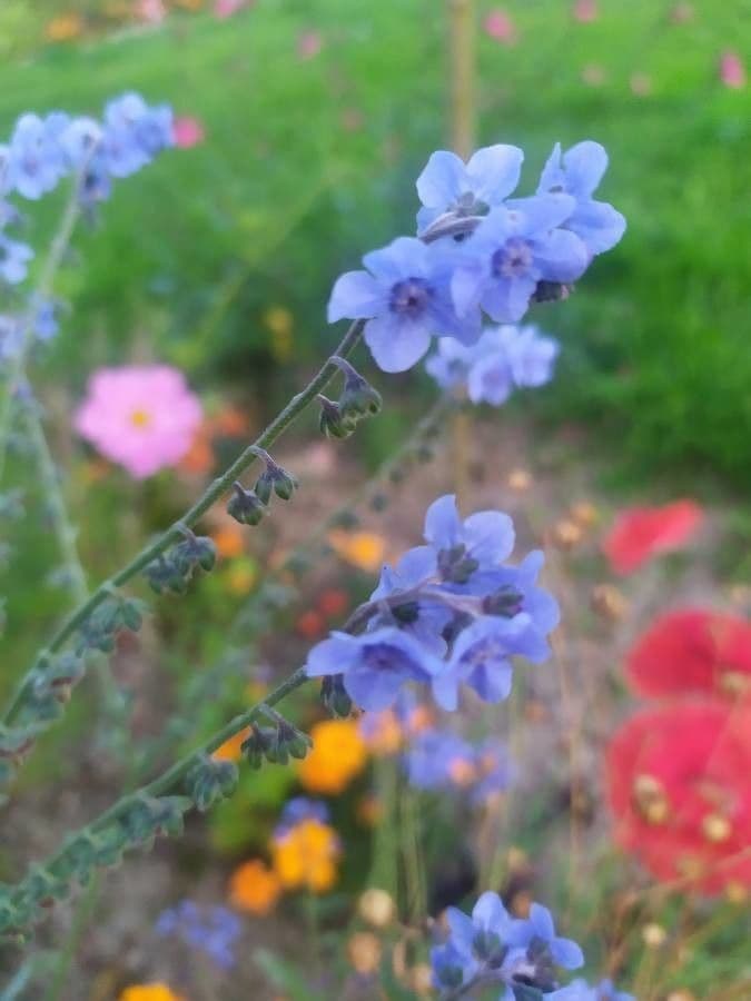 Jazyk psí 9