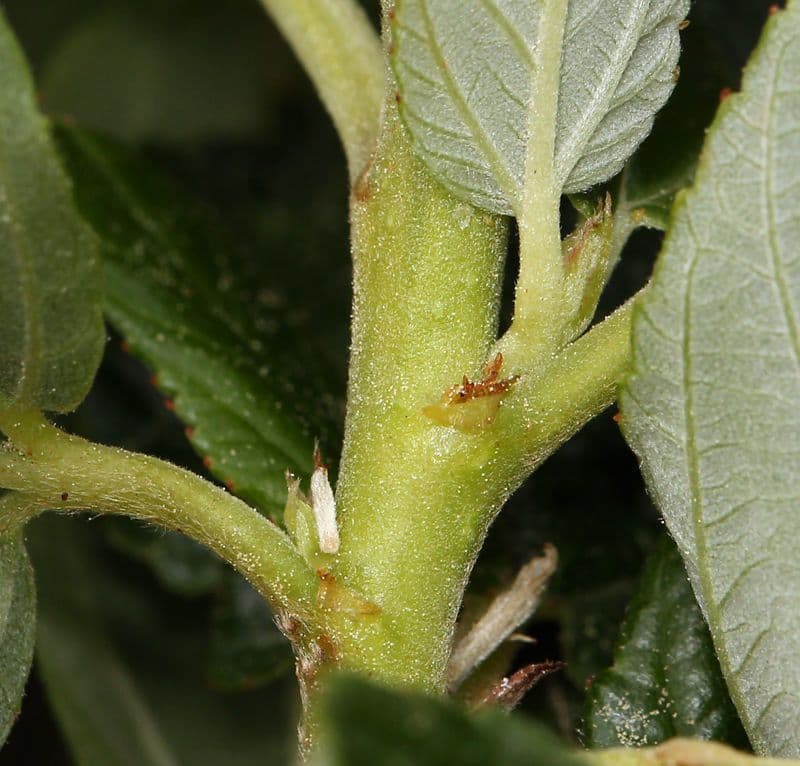 Ceanoto arboreo 23