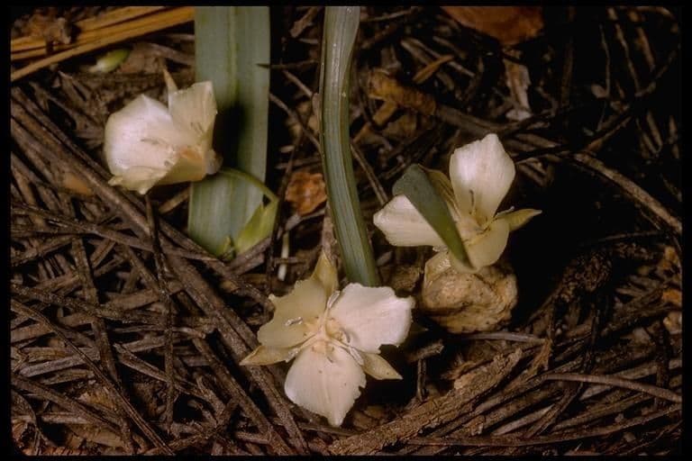Calochortus 7