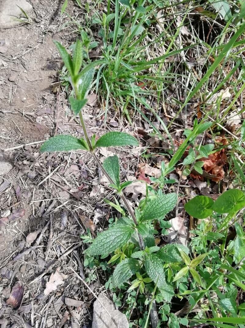 Stregona gialla 23