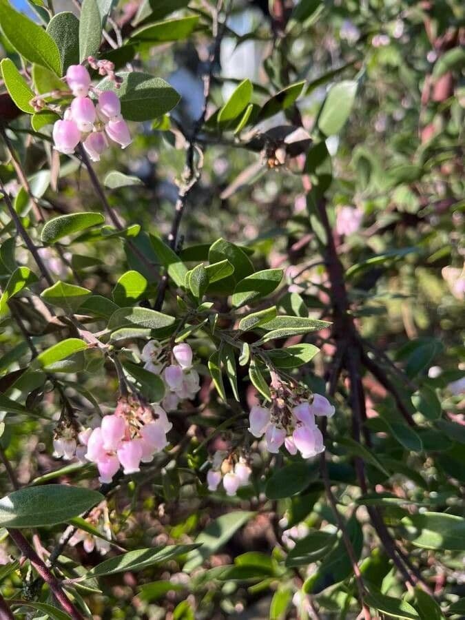 Manzanita 6