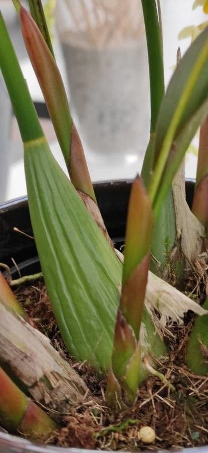 Dendrochilum 15