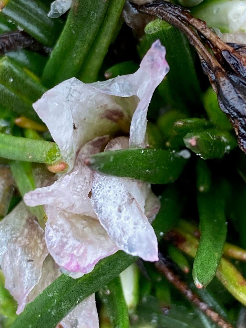 Calandrinia acaulis 4