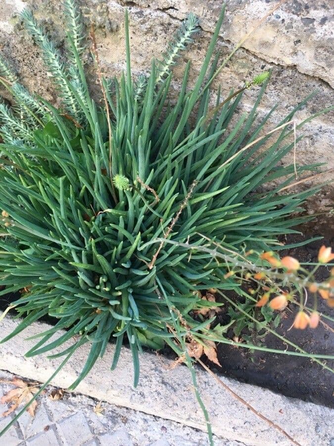 Bulbine arbustiva 7