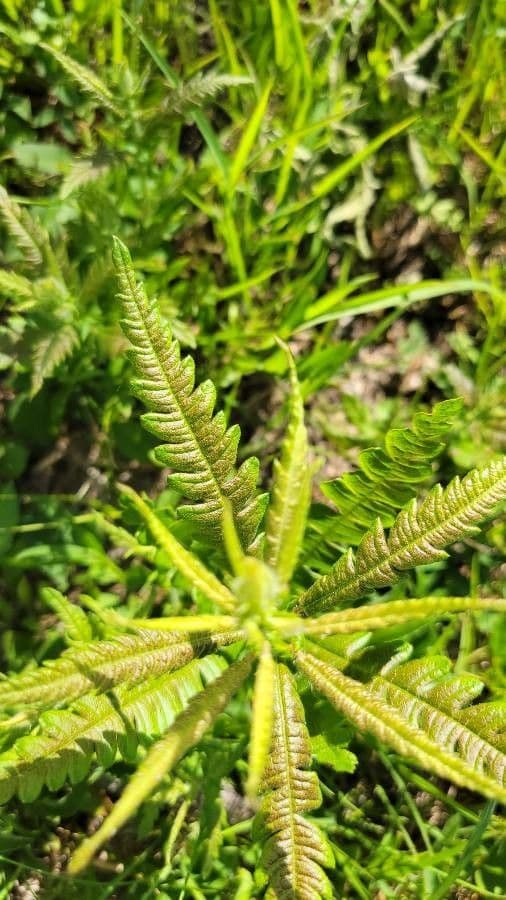 Pedicularis lanceolata 9