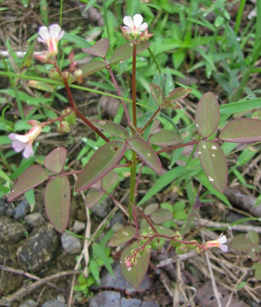 Acetosa di Barrelier 13